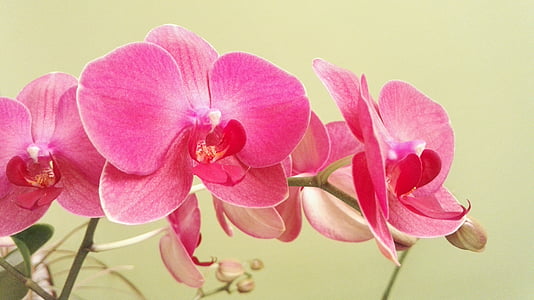 pink moth orchids thumbnail