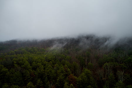 smoke-covered pine tress thumbnail