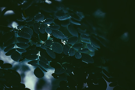 photo of moringa oleifeira thumbnail