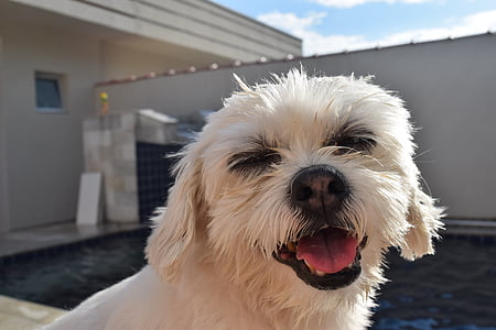 short-haired white dog thumbnail
