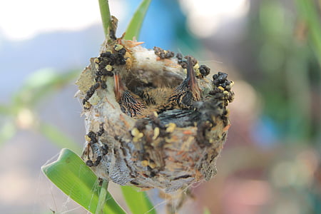 selective focus photography of white and brown web thumbnail