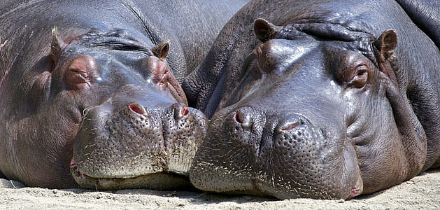 Black Hippopotamus Laying on Ground during Daytime thumbnail