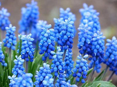 blue grapes hyacinth flower thumbnail