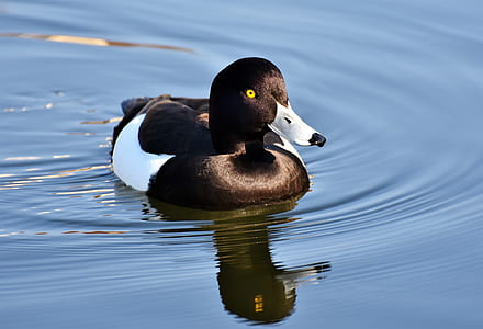 white and black duck swimming on water thumbnail