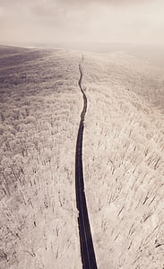 black road and white leaf trees aerial photo thumbnail