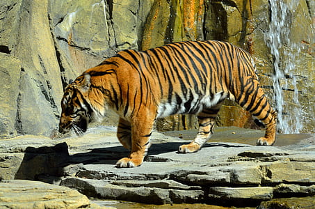 tiger on gray rock thumbnail