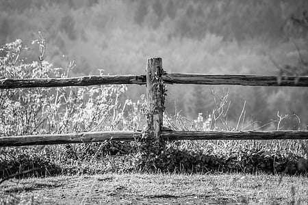 grass growing near fence thumbnail