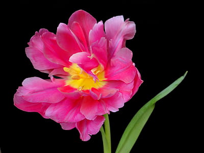 pink and yellow flower thumbnail
