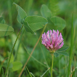 Red Clover, Trifolium Pratense thumbnail