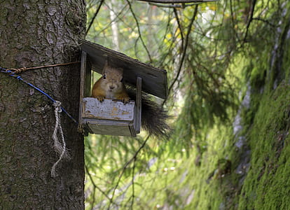 brown squirrel thumbnail