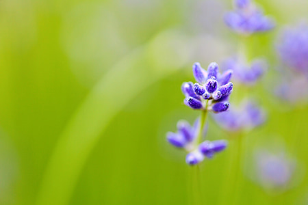 purple flowers thumbnail