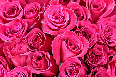 red rose flowers thumbnail