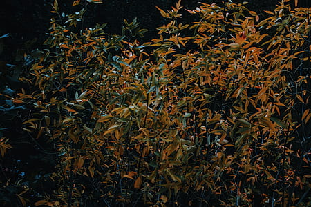 yellow plants thumbnail