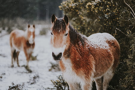 brown and white horse walking on snow forest thumbnail