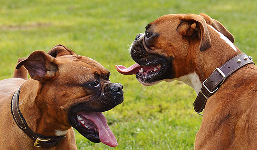 two adult fawn boxer dogs thumbnail