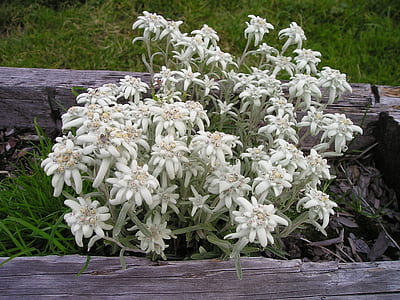 white petaled flower thumbnail