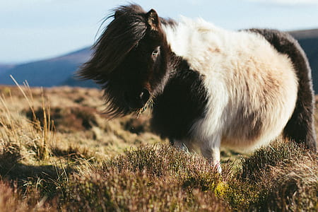 black and white pony thumbnail