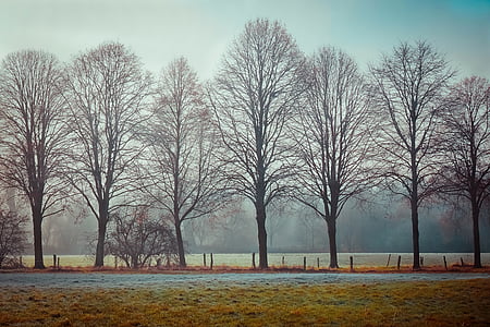 landscape photo of leafless tree on grass field thumbnail
