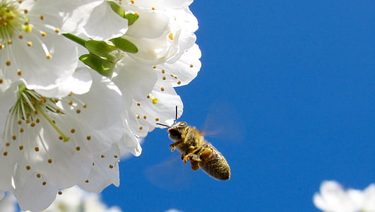 honey bee hovering in front of white petaled flower thumbnail