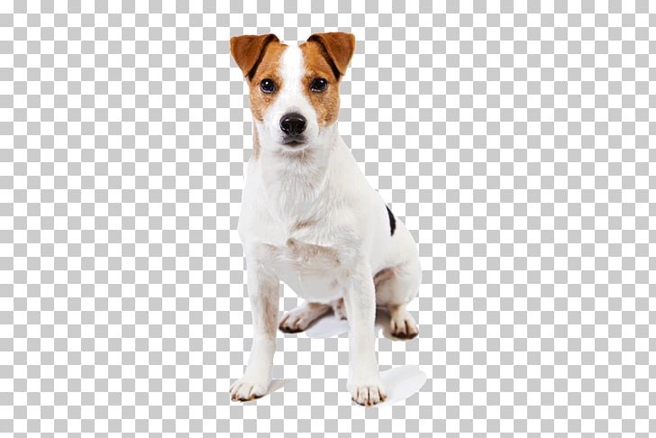 Jack Russell Terrier Parson Russell Terrier Harrier Smooth Fox