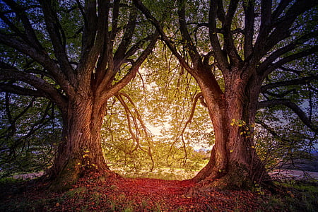 green leafed trees thumbnail