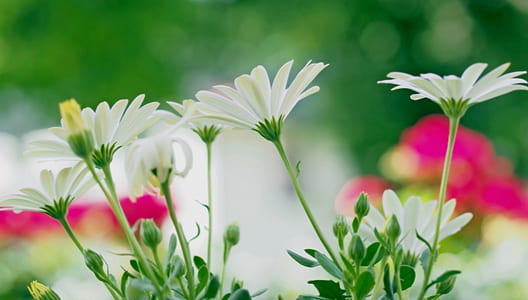 white and green petaled flowers thumbnail