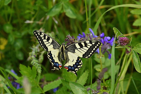 tiger swallowtail butterfly in closeup photo thumbnail