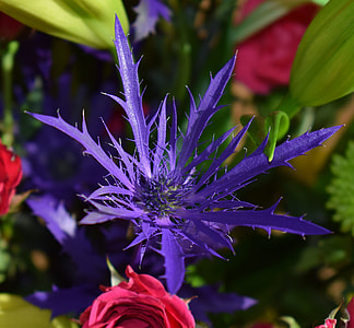 Purple Thistle And Red Roses, Rose thumbnail