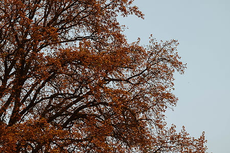 nature, branches, tree, autumn thumbnail