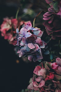 red and green leaves on plant thumbnail