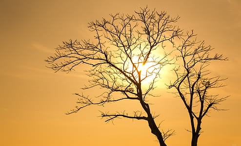Silhouette of Tree at Sunset thumbnail