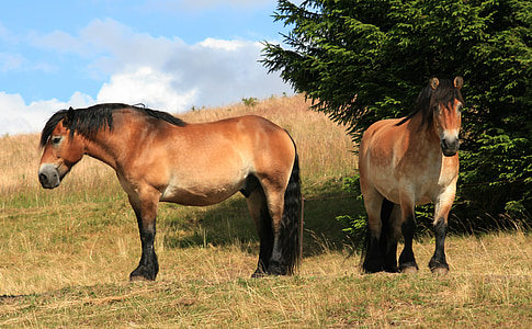 two brown stallion horses on green and brown grass field near green tree under blue cloudy sky \ thumbnail