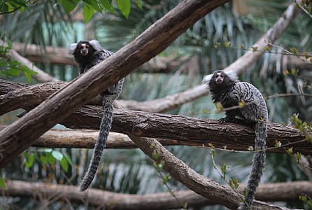 monkeys on tree branch thumbnail