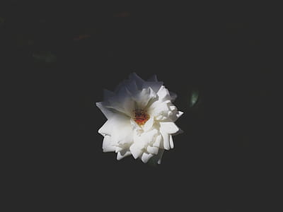 selective light focus photography of white rose thumbnail