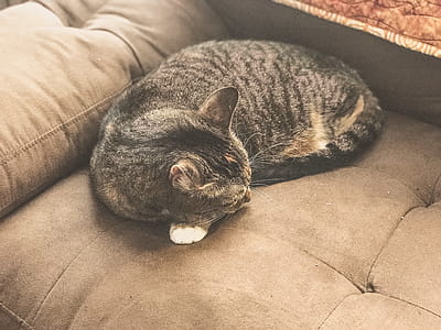 Silver Tabby Cat Sleeping on Gray Sofa thumbnail