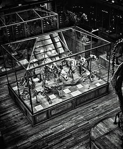 dinosaur collection in display case thumbnail