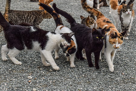 pack of cats thumbnail