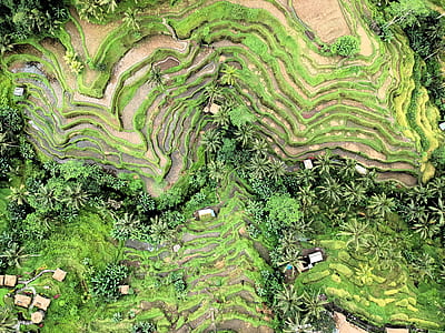 aerial photography of step green vegetation at daytime thumbnail
