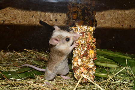 brown mice near wood and leaves thumbnail