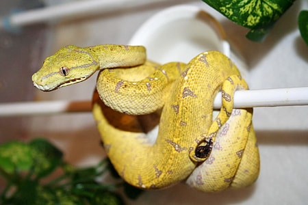 Australian Green Tree Python, Python thumbnail