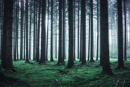 brown trees thumbnail