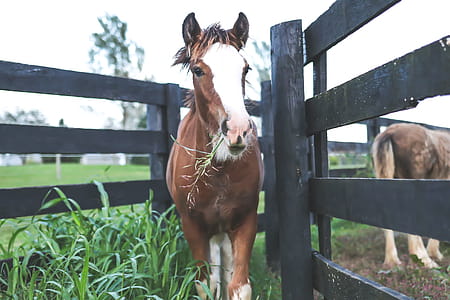 White and Brown Horse in Gray Wooden Fence thumbnail