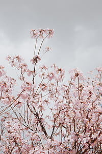 pink petaled flowers during cloudy day thumbnail