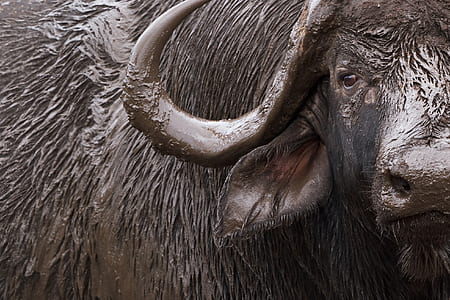 photography of mud soaked bull thumbnail