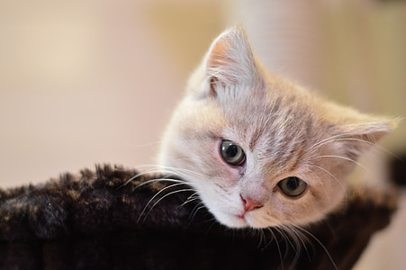 orange cat on black fur thumbnail