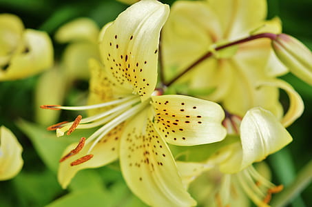 close-up photo of yellow tiger lily flower thumbnail