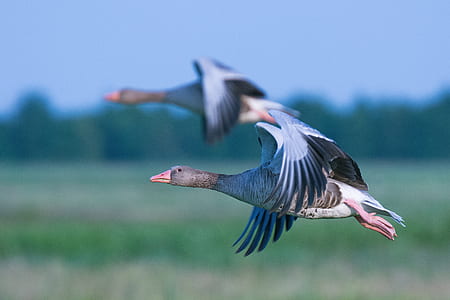 shallow focus photography of mallard duck thumbnail