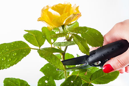 person cutting yellow rose stem by pruning sheers thumbnail