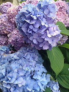 hydrangeas flower thumbnail