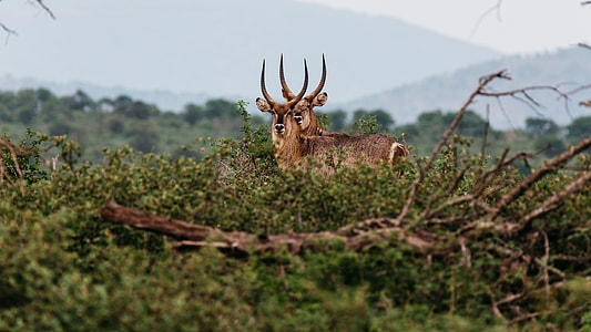 two deer on grass field thumbnail